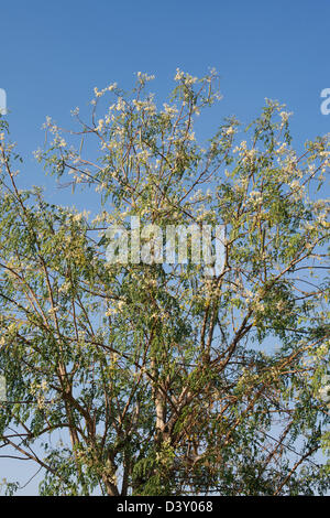 Moringa oleifera, le pilon de floraison des arbres contre un ciel bleu. L'Inde Banque D'Images