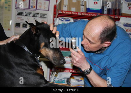 Doberman chien / vétérinaire examine les yeux Banque D'Images