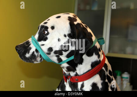 Chien dalmatien avec une muselière au vétérinaire Banque D'Images