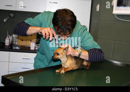 Chien Chihuahua / vétérinaire examine les oreilles Banque D'Images