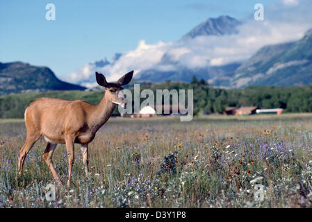 Les Cerfs à queue noire aka Blacktail deer (Odocoileus hemionus columbianus) - Animal sauvage d'Amérique du Nord Banque D'Images