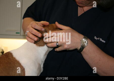 Chien Jack Russell Terrier / vétérinaire examine les oreilles Banque D'Images