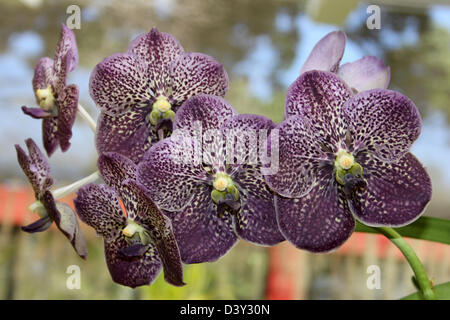 Prune noire repéré dans l'orchidée Vanda Orchid House de Peradeniya Botanical Gardens, Kandy, Sri Lanka Banque D'Images