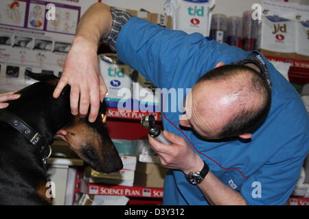 Doberman chien / vétérinaire examine les yeux Banque D'Images