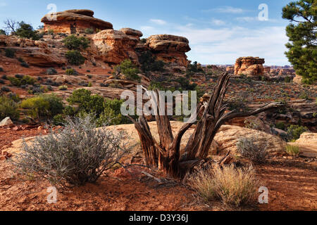 Juniper noueux publier à Big Spring Canyon dans le sud-est du Parc National de Canyonlands Utah USA Banque D'Images