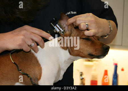 Chien Jack Russell Terrier / vétérinaire examine les oreilles Banque D'Images