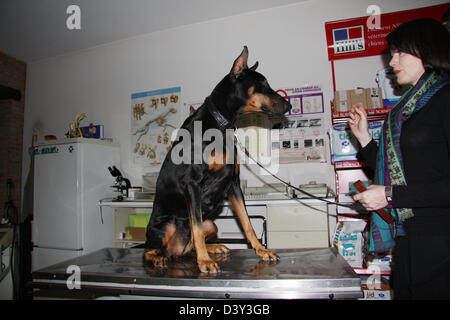Doberman chien / examen vétérinaire Banque D'Images