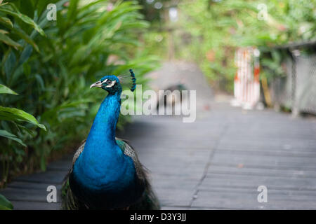 Pavo Real Banque D'Images