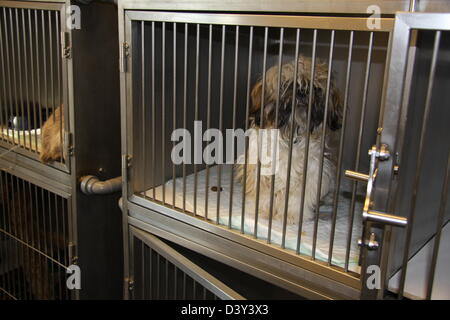 Chien dans une cage chez le vétérinaire Banque D'Images