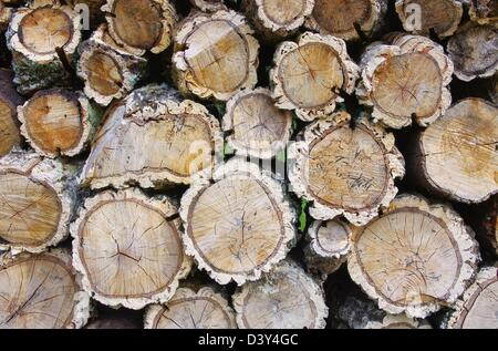 Holzstapel Korkeiche - pile de bois de chêne liège 05 Banque D'Images