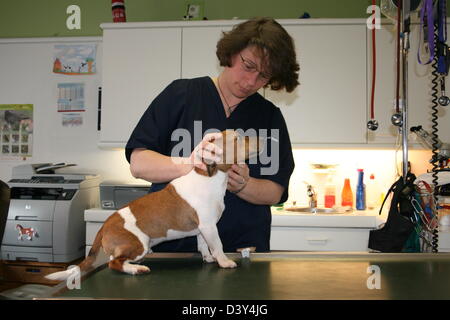 Chien Jack Russell Terrier / examen vétérinaire Banque D'Images