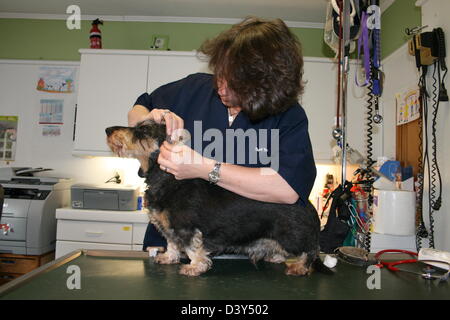 Teckel chien / vétérinaire examine les oreilles Banque D'Images