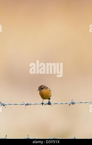 (Saxicola torquata stonechat femelle), sur les barbelés, Essex, Royaume-Uni, l'hiver Banque D'Images