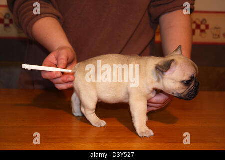 La prise de température à usage vétérinaire un chien chiot Bouledogue Français Banque D'Images