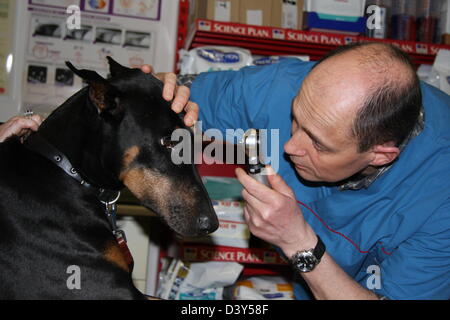 Doberman chien / vétérinaire examine les yeux Banque D'Images