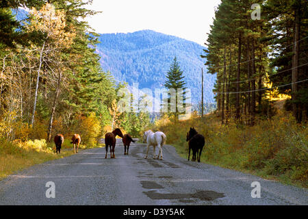 Un troupeau de chevaux sauvages et le pâturage de marche le long d'une route de campagne, en Amérique du Nord Banque D'Images