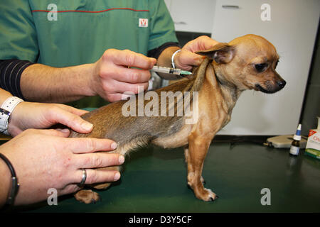 Un vaccin vétérinaire injecte à un chihuahua dog Banque D'Images