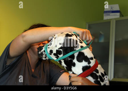 Chien dalmatien avec une muselière au vétérinaire Banque D'Images