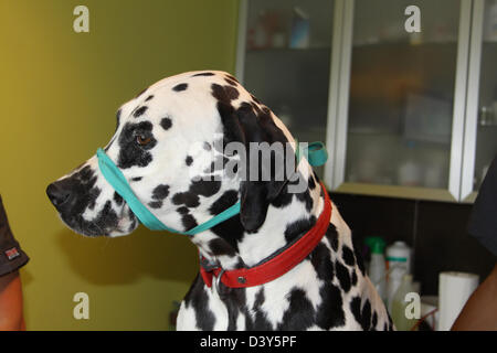Chien dalmatien avec une muselière au vétérinaire Banque D'Images