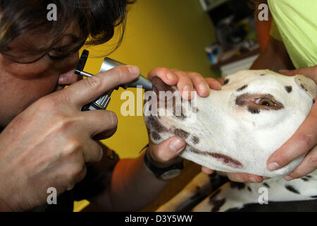 Dalmatien / vétérinaire examine le nez Banque D'Images