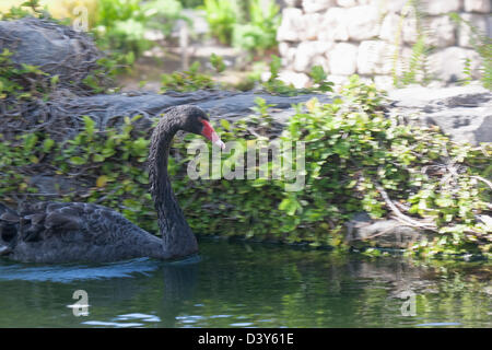 Le cygne noir Banque D'Images