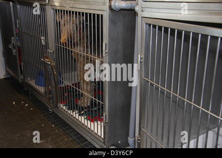 Chien dans une cage chez le vétérinaire Banque D'Images