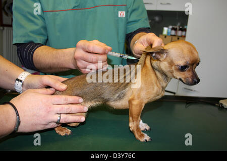 Un vaccin vétérinaire injecte à un chihuahua dog Banque D'Images