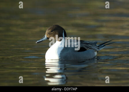 Drake Le Canard pilet (Anas acuta) en captivité à Martin simple WWT Banque D'Images