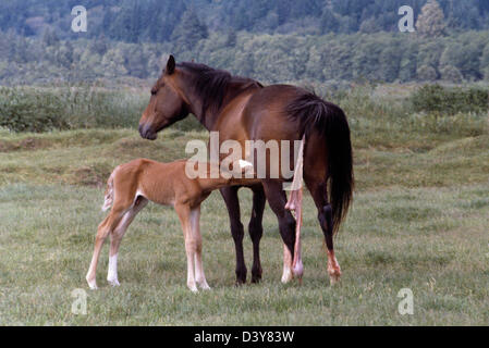 Poulain nouveau-né sur les soins infirmiers Mare, juste après être né - Placenta encore attaché à cheval mère après l'accouchement Banque D'Images