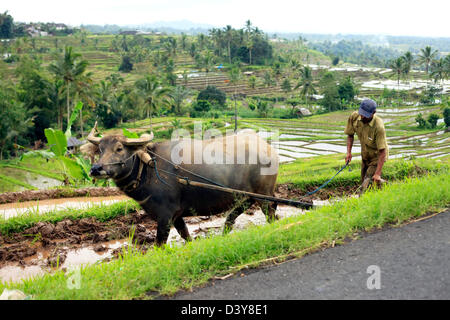 BALI. Indonésie - 14 juillet, 2010 : l'Asian farmer et un bison travailler sur les rizières en terrasses de Bali 14 juillet. L'Indonésie Banque D'Images