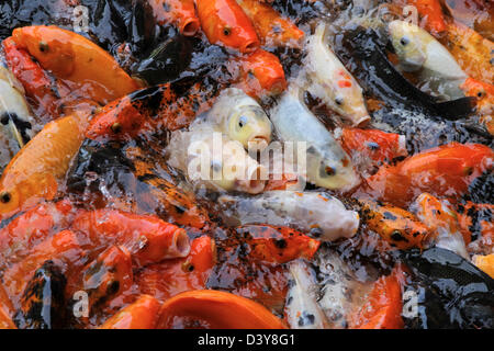 L'alimentation de la carpe koï dans un étang à poissons Banque D'Images