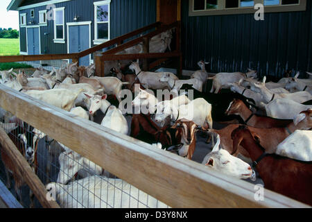 - Ferme de chèvre Saanen et chèvres nubiennes traite attendent pour la production de lait et de fromage, la vallée du Fraser, en Colombie-Britannique, British Columbia, Canada Banque D'Images