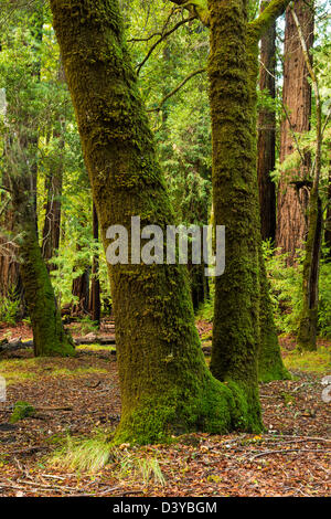 REDWOOD À BIG BASIN REDWOODS STATE PARK Banque D'Images