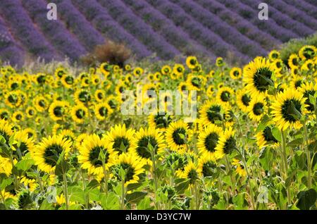 Lavendel und Sonnenblumen - lavande et tournesols 08 Banque D'Images