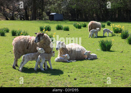 Brebis brebis avec lits jumeaux nouveau-nés agneaux dans un champ de jonquilles sauvages au printemps en Parc National de Lake District, Cumbria, England, UK, Grande-Bretagne Banque D'Images