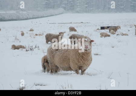 Les brebis avec de la neige sur le visage avec agneaux dans la neige en hiver sur le terrain Banque D'Images