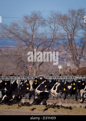 Les vaches laitières dans une rangée se nourrit de foin. Banque D'Images