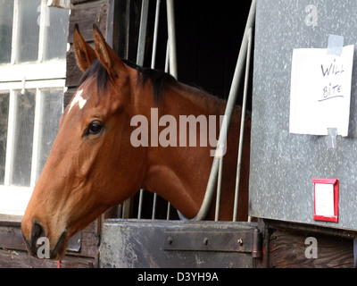 Un cheval ressemble à partir d'un d'équitation dans le Yorkshire avec un signe qui porte la 'volonté' Banque D'Images