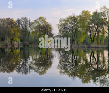 Les Saules de Babylone et le lac, Aschaffenburg, Franconia, Bavaria, Germany Banque D'Images