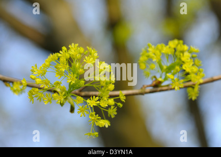 Maple Tree Blossom, Augsbourg, Bavière, Allemagne Banque D'Images