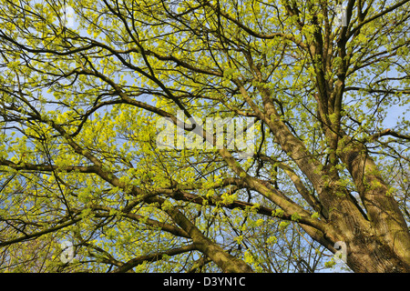 Maple Tree Blossom, Augsbourg, Bavière, Allemagne Banque D'Images