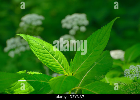 Balsamine de l'himalaya Feuilles, réserve naturelle de Taubergiessen, Kappel, rouille, Baden-Wurttemberg, Allemagne Banque D'Images