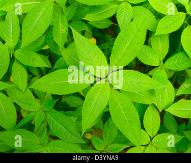 Balsamine de l'himalaya Feuilles, réserve naturelle de Taubergiessen, Kappel, rouille, Baden-Wurttemberg, Allemagne Banque D'Images