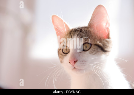 Portrait de chaton Banque D'Images