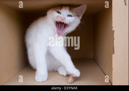 Chaton de sifflement en boîte carton Banque D'Images