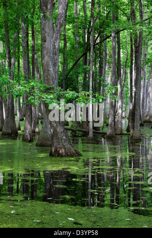 Cypress Swamp, Natchez Trace Parkway, Mississippi, États-Unis Banque D'Images