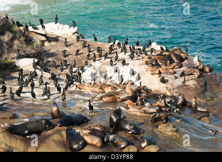 Une colonie de lions de mer de Californie sur des pierres à La Jolla Cove à San Diego Californie United States America USA Banque D'Images