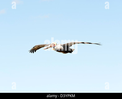 Pélican brun survolant l'océan Pacifique à La Jolla en Californie United States America USA Banque D'Images