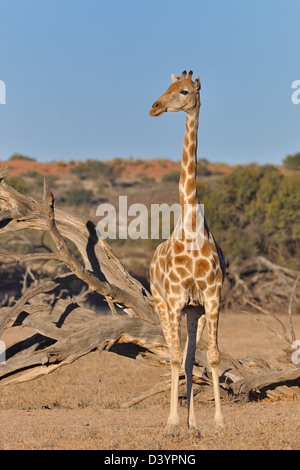 Girafe (Giraffa camelopardalis), adulte, debout dans le lit de la rivière Auob à sec, Kgalagadi Transfrontier Park, Northern Cape, Afrique du Sud, l'Afrique Banque D'Images