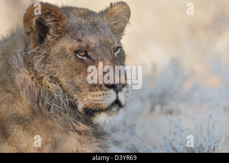 L'African lion (Panthera leo), jeune homme couché dans l'ombre, Kgalagadi Transfrontier Park, Northern Cape, Afrique du Sud, l'Afrique Banque D'Images